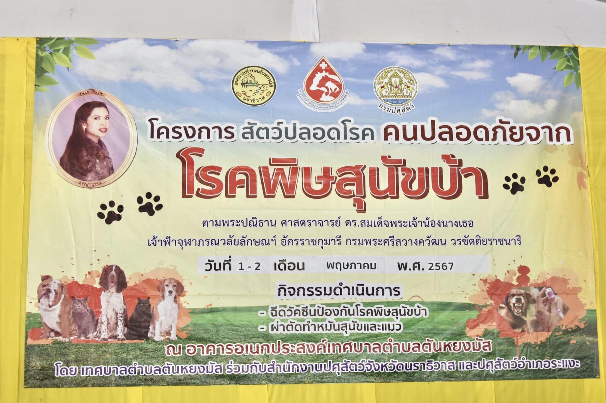 ประมวลภาพ วันที่ 2 พฤษภาคม 2567
กิจกรรม ฉีดวัคซีนป้องกันโรคพิษสุนัขบ้าและการผ่าตัดทำหมันสุนัขและแมว ตามโครงการสัตว์ปลอดโรค คนปลอดภัย จากโรคพิษสุนัขบ้า ตามพระปณิธาน ศาสตราจารย์ ดร.สมเด็จพระเจ้าน้องนางเธอ เจ้าฟ้าจุฬาภรณวลัยลักษณ์ อัครราชกุมารี กรมพระศรีสวางควัฒน วรขัตติยราชนารี โดยดำเนินกิจกรรม ฉีดวัคซีนป้องกันโรคพิษสุนัขบ้า จำนวน 405 โดส และผ่าตัดทำหมันสุนัขและแมว จำนวน 50 ตัว ให้แก่กลุ่มเป้าหมายที่เป็นสุนัขและแมวจรจัดในพื้นที่เขตเทศบาลตำบลตันหยงมัส ณ อาคารอเนกประสงค์(จิตมงคล) เทศบาลตำบลตันหยงมัส อำเภอระแงะ จังหวัดนราธิวาส